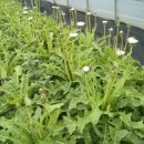 민들레 영농조합법인 이미지