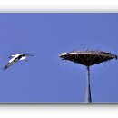 황새둥지 이미지