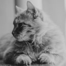 부평프라임동물병원 이미지