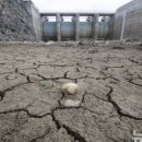 파티가는 댕댕이 이미지