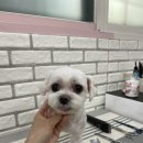 슈가 펫살롱 이미지