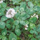 네잎클로버 이미지