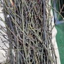 박달신한 이미지