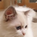 엘름트리 캐터리 이미지