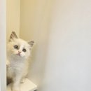 야옹아 멍멍해봐 삼각점 이미지