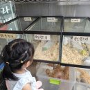 어항 | 생이새우 키우기! 청계천 열대어시장 vs 인터넷 구매 가격 비교, 어항 수질관리 후기