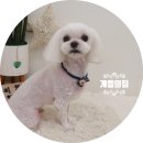 개들의 집 펫살롱 이미지