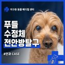 강아지가 갑자기 눈이 하얗게 변했어요 - 렌즈 전안방탈구의 비수술적 치료 [24시지구촌동물메디컬센터...
