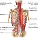 백은헬스크리닉 | 신촌역피티 허리가 뻐근하면 헬스장에서 꼭 해보세요(feat.허리통증클리닉)