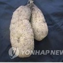 경북농업기술원, 신품종 '큰 둥근 마' 개발 이미지