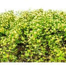 건들바위네거리 이미지