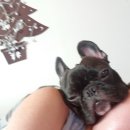 대한가축약품 이미지