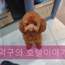 더조은 동물의료센터 이미지
