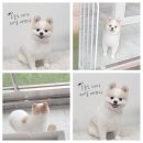 우리 애견 미용실 | 갈산동애견미용 원반려동물미용실 다녀온 솔직 후기, 우리 강아지 스타일 완전 업그레이드!