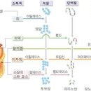 효소의기능 효소 소화효소 소화효소제 효소 역가수치 이미지