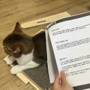 미아오스트럭쳐 | 고양이 원목 스크래처 [미아오스트럭처] 만족했던 이유