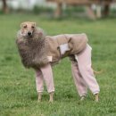 개스키라빈스 이미지