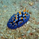 Scrambled Egg Nudibranch 이미지