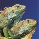 이구아나 이미지