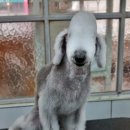 달이네 애견미용실 이미지