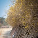 개나리공원2 이미지