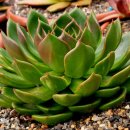 창전농장 이미지