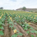 연천 호로고루 이미지