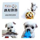 여시까까 이미지