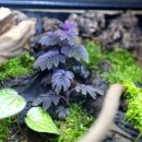 애니멀리움 이미지