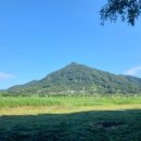 섬진강대나무숲길 이미지