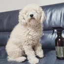 시온 바이오 | 봄맞이 대청소 필수템! 냄새부터 세균까지 잡는 바이오이엠케어 EM 편백탈취제 찐사용기