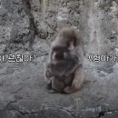 숭이네