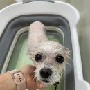 멍키매직 이미지