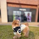 반포자이동물병원 이미지