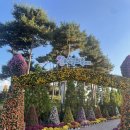유성국화축제 방문후기/ 핑크뮬리&amp;국화 만개(11.8기준)/ 근처 카페&amp; 맛집 추천