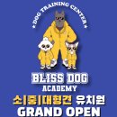 블리스독 이미지