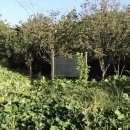 대석리 지석묘군 이미지