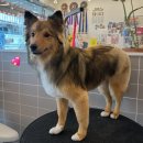 티몬이네 목욕탕 이미지