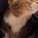 김앤정동물병원 이미지