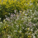 법환초등학교 | 3월 서귀포 유채꽃 제주도 여행 코스 3곳 두머니물 공원 맛집 카페