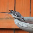 Blackbird 이미지