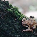 금두꺼비 이미지