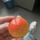 네일호디에 이미지