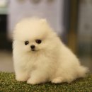 도그마루 강아지 고양이 울산점 이미지