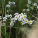 어느가을 오후 이미지