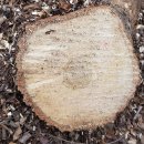 신갈나무(17살)-007-은평구 봉산 편백나무 숲 확장공사로 벌목된 나무 기록 이미지