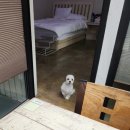 어나더153애견펜션 이미지