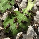 구로-구로-구로-1225 이미지