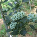 뜨락농원 이미지