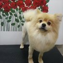 라이언 메디칼 이미지